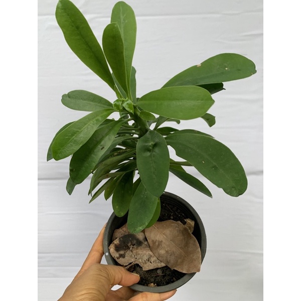 ส้มเช้าหรือ ยูโฟเรีย เนอริอิโฟเลีย , Euphorbia Neriifolia ขอดูต้นก่อนสั่งนะคะ