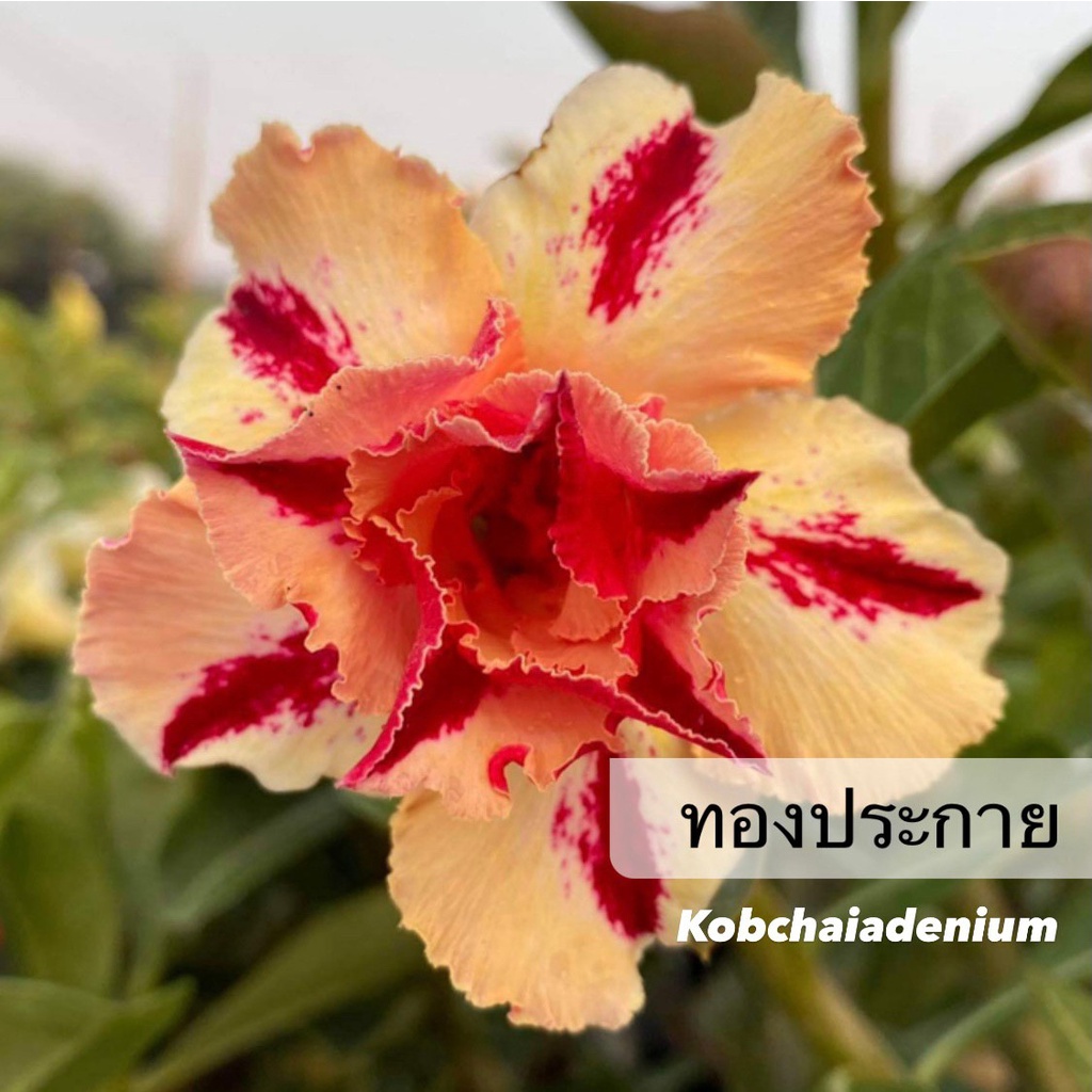 ชวนชมดอกซ้อน "ทองประกาย" ขนาดกระถาง 6 นิ้ว (แบบถอนจัดส่ง)