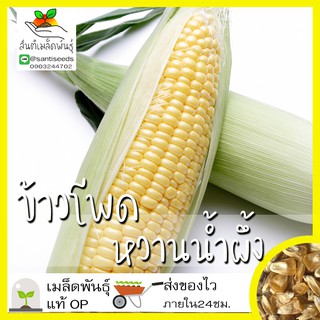 เมล็ดพันธุ์ ข้าวโพดหวาน ฮันนี่ซีเลค 20 เมล็ด Honey Select Sweet Corn เมล็ดพันธุ์แท้นำเข้าจากต่างประเทศ ปลูกผัก สวนครัว