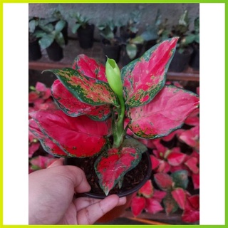 seeds Aglaonema 50 เมล็ด (ไม่ใช่พืชที่มีชีวิต)