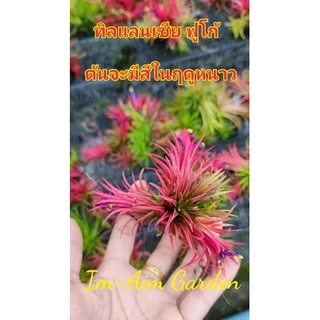 (1ชุด30กอ)ทิลแลนเซียฟูโก้ (ราคาเหมาเฉลี่ย4บาท/ต้นเท่านั้น) (ต้นจะมีสีในฤดูหนาว)