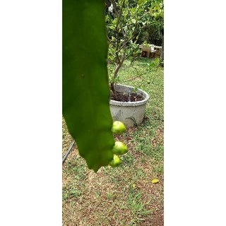 ไร่โชตวัน ต้นพันธุ์แก้วมังกรเหลืองอิสราเอลพร้อมปลูกขนาด 50cm