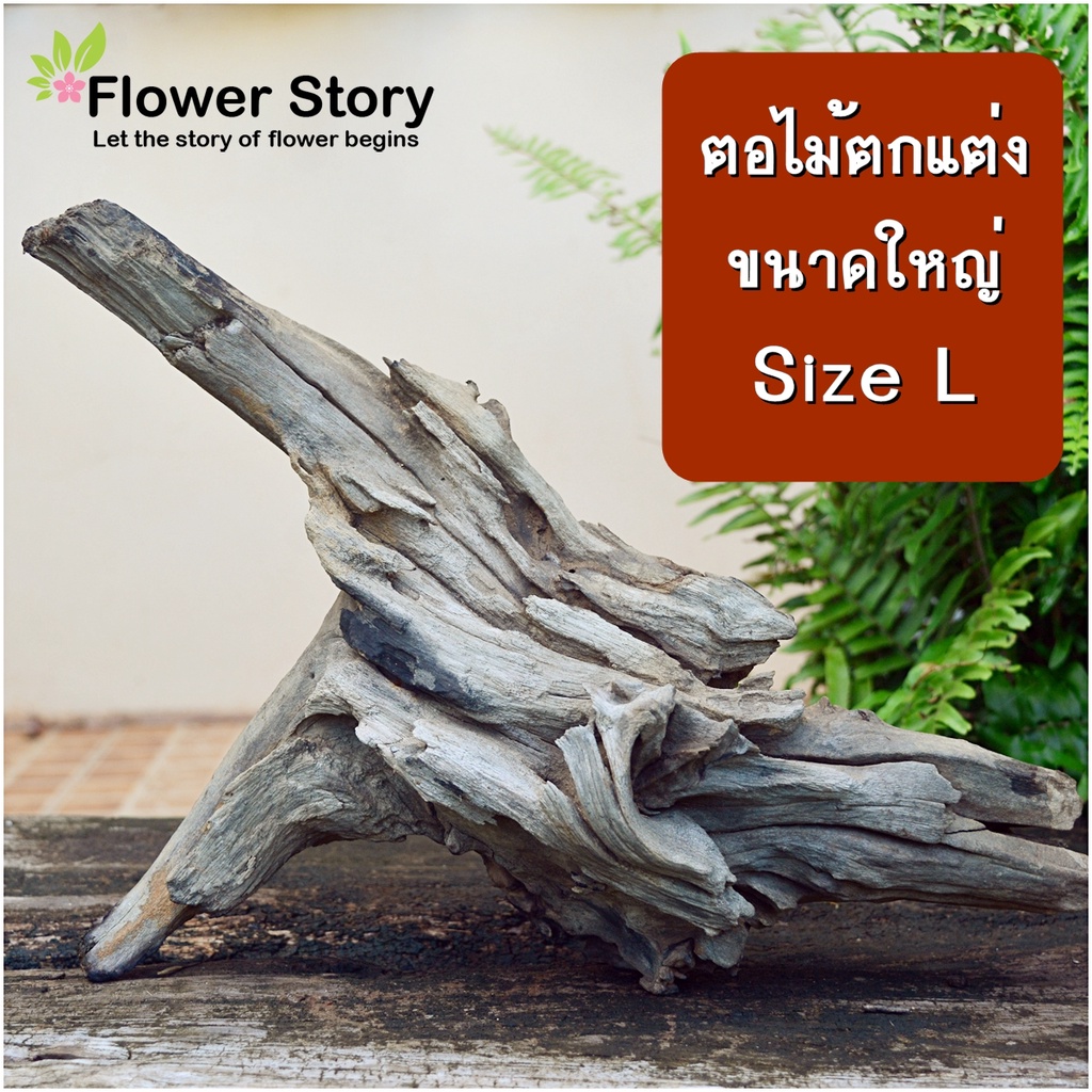 ไม้​ธรรมชาติใหญ่สำหรับจัดแต่งสวน บอนไซ แต่งตู้ปลา เลี้ยงแมลง พร๊อพถ่ายรูป size L wood / Driftwood