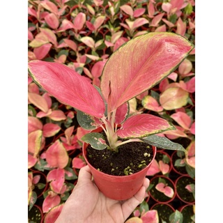 seeds Aglaonema Eastern 50 เมล็ด (ไม่ใช่พืชที่มีชีวิต)