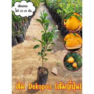 🍊ต้นพันธุ์ส้มเดโกปอง🍊