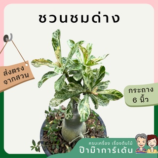 ชวนชมด่างราชินีหินอ่อน ต้นใหญ่ กระถาง 5 นิ้ว