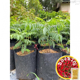 【Live Plant】Pokok kari / Curry tree / Curry Leaf 咖喱叶ต้นไม้ 0.5ft~1ft生菜/文胸/头饰/香菜/裙子/男装/母婴/seeds/芹菜/木瓜/ PCWM