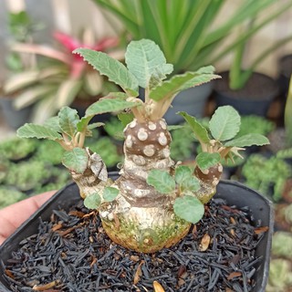 มะพร้าวทะเลทราย ฟอร์มกอ โขดอ้วนมาก เชื้อด่าง ไซส์แม่พันธ์ุ Dorstenia Foetida