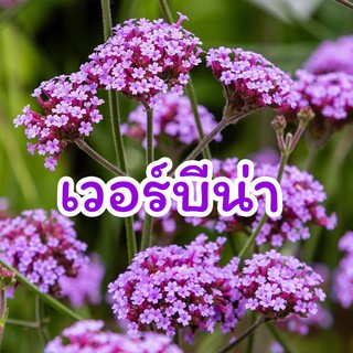 เมล็ดดอกไม้ 🌸 เวอร์บีน่า ดอกเวอร์บีน่า เมล็ดเวอร์บีน่า 100เมล็ด (Verbena Flower)