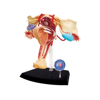 Human Anatomy Model 4D MASTERของเล่นตัวต่อเสริมพัฒนาการ1:1แบบจำลองทางการแพทย์ของกายวิภาคของอวัยวะในระบบสืบพันธุ์เพศหญิง