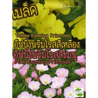 เมล็ดพันธุ์ ดอกอีฟนิ่งพริมโรสสีเหลือง /ชมพู  Yellow/Pink  Evening Primrose 20เมล็ด  เมล็ดแท้นำเข้าจากต่างประเทศ