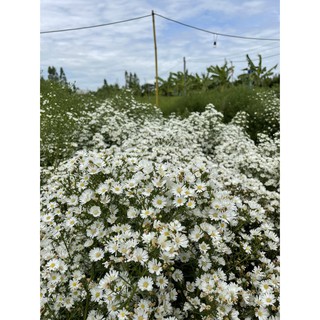 ต้นดอกคัตเตอร์  ดอกคัตเตอร์ สีขาว ชุดละ  20 หน่อ 50 หน่อ