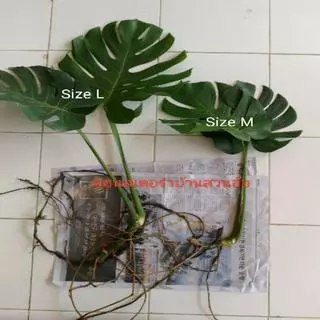 ขายต้นมอนสเตอร่าพันธุ์ไจแอนท์ (Monstera)
