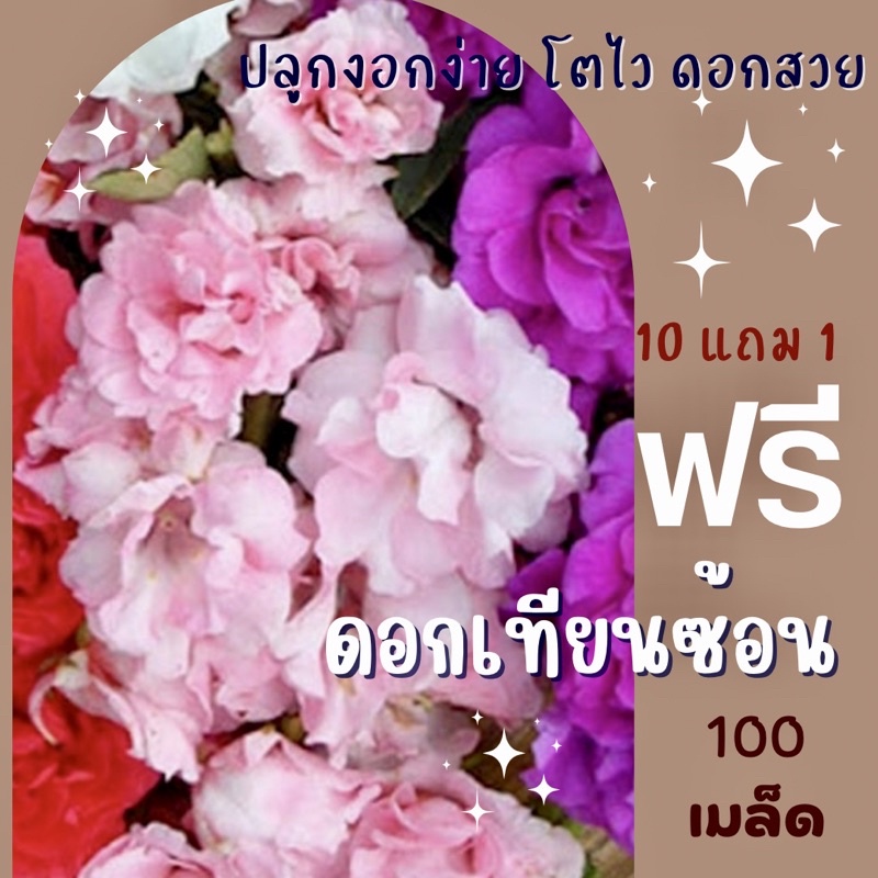เมล็ดพันธุ์ ดอกเทียนซ้อน 100 เมล็ด ดอกเทียน คละสีชมพู แดง ม่วง ราคาถูก ปลูกง่าย ดอกสวยมาก ซื้อ10แถม1 คละได้