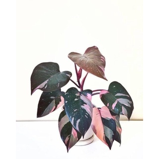 พิ้งปริ้นเซสพร้อมขึ้นหลักเลื้อย philodendron pink princess ด่างชมพู ใบดก รากดก