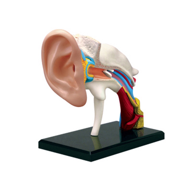 Human Anatomy Model 4D MASTERของเล่นประกอบเสริมการศึกษาแบบจำลองกายวิภาคของช่องหูของมนุษย์แบบจำลองการสอนทางการแพทย์ NEBX
