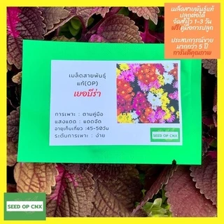 ☘️เมล็ดสายพันธุ์แท้หายาก☘️#เยอบีร่า 150เมล็ด แท้💯% [ในร้านมีให้เลือกอีกเยอะมาก❗️]