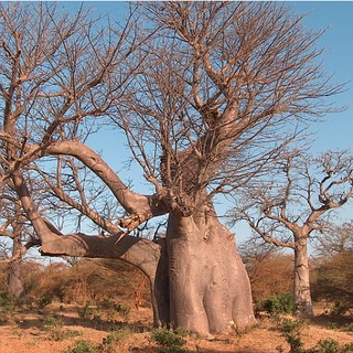 15 เมล็ด เบาบับดิจิทาทา - Adansonia Digitata