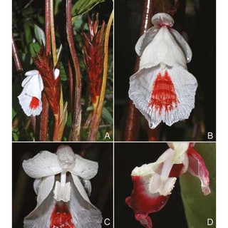 5 หัวสด/ออเดอร์ ว่านเพชรกลับ Boesenbergia thorelii อยู่ในวงศ์ Zingiberaceae