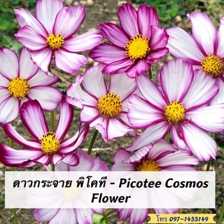 เมล็ดดอกดาวกระจายพิโคที (คอสมอส) 50 เมล็ด  ‼️สีชมพูCosmos Seed  เมล็ดนำเข้า  พันธุ์แท้100%  FL-02101  คุณภาพดี