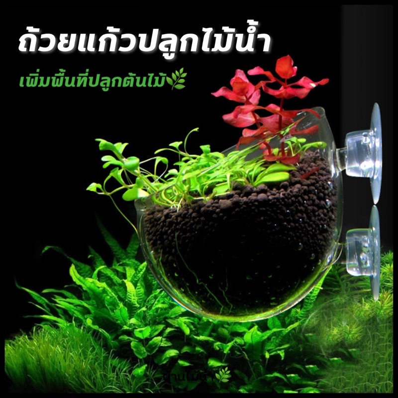 ถ้วยแก้วปลูกไม้น้ำ ถ้วยแก้ว ติดกระจก ตู้ปลา เพิ่มพื้นที่ปลูกต้นไม้ ตกแต่งตู้ให้สวยงามยิ่งขึ้น | บ้านไม้น้ำ