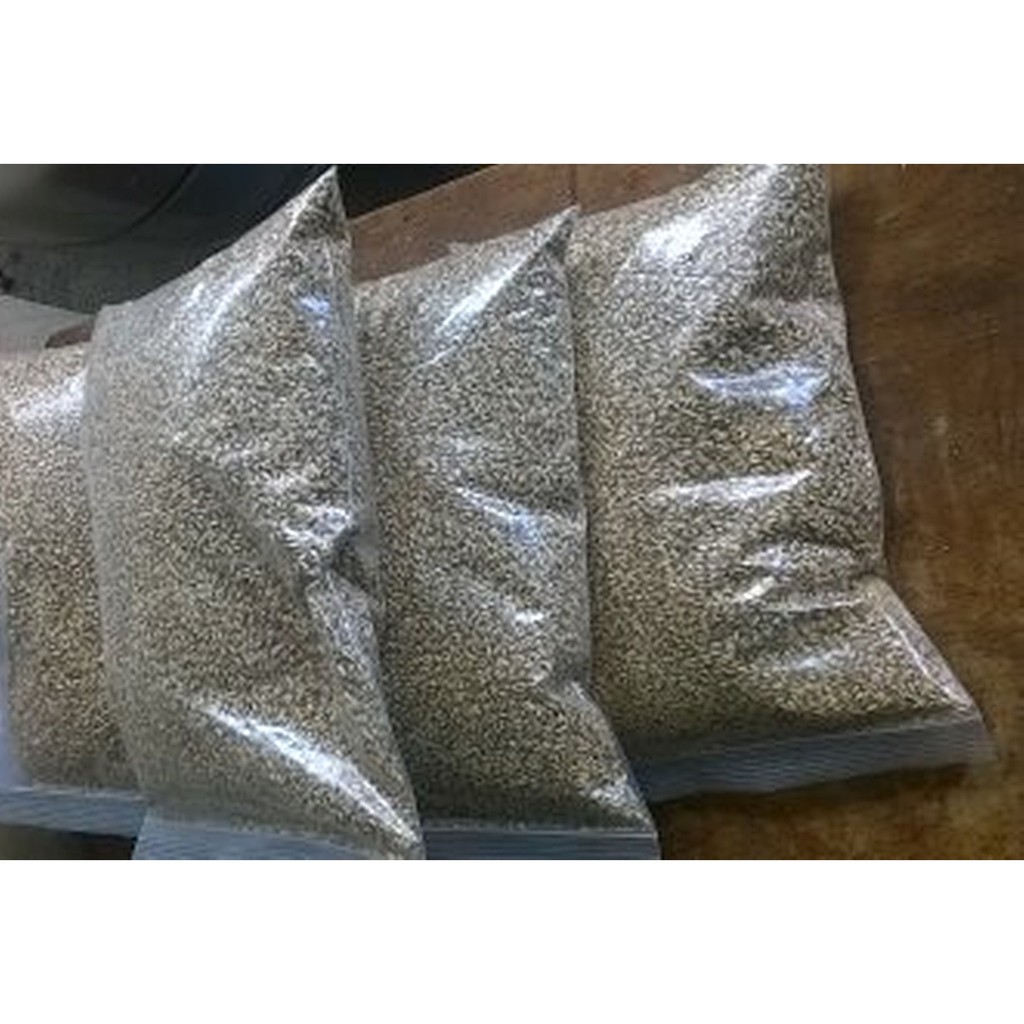 ขายส่ง 1 กิโลกรัม เมล็ดพันธุ์หญ้ารูซี่ Ruzi Grass หญ้าพันธุ์รูซี่ หญ้าคองโก้ หญ้าอาหารสัตว์ เมล็ดพัน