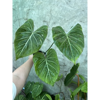 Philodendron gloriosum ก้านกลม