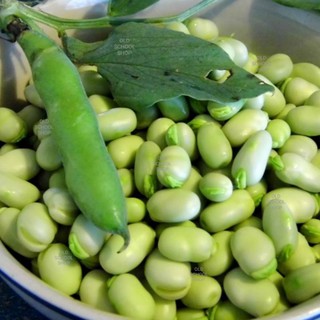 เมล็ดพันธุ์ถั่วปากอ้า บรรจุ 25 เมล็ด ฝักอ่อนนำมาผัดได้หวานมันอร่อย เมล็ดแก่จัดนำมาทอดโรยเกลือกรอบมันยิ่งอร่อยครับ