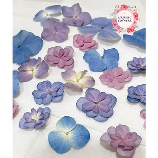 ไฮเดรนเยียร์อบแห้ง ทับแห้ง เซ็ต12ดอก สีธรรมชาติ พรีเซิร์ฟ พร้อมจัดส่งมีเก็บเงินปลายทาง