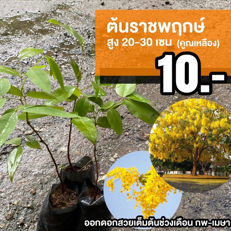 ต้นราชพฤกษ์ (จำนวน 10 ต้น) Cassia fistula #ราชพฤกษ์