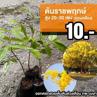 ต้นราชพฤกษ์ (จำนวน 1 ต้น) Cassia fistula #ราชพฤกษ์