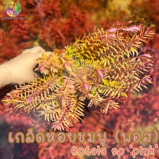 เกล็ดหอยชมพู/โรทาล่าชมพู (พอส) Rotala sp. ‘pink’