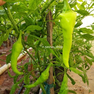 B33 เมล็ดBenih Lada Solok / Cili Solok / Chilli Seeds แตรพริกไทย seed 10pcs花园/内裤/香菜/头饰/鲜花/帽子/裙子/玫瑰/儿童/上衣/ DNJG