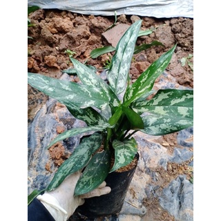 🪴Aglaonema มหาเศรษฐี ต้นเขียวหมื่นปี🪴 ถุง 4 นิ้ว