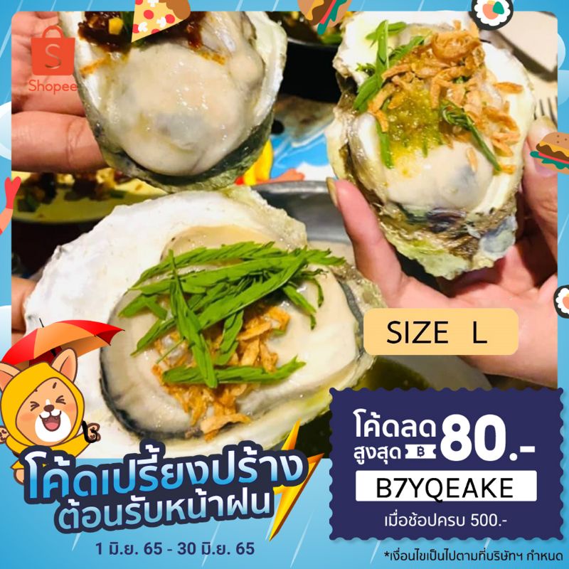 หอยนางรมสด จากฟาร์มสุราษฎร์ธานี Size L (ขนาดกลาง) 1 ชุด 10 ตัว -  Oysters.Mr.Chin - Thaipick