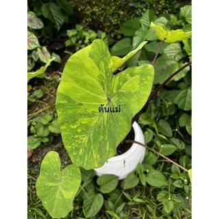 โคโลคาเซีย เลม่อน ไลม์ เก็คโกะ | Colocasia esculenta lemon lime gecko ส่งทั้งกระถาง #ด่างไม่ต้องลุ้น