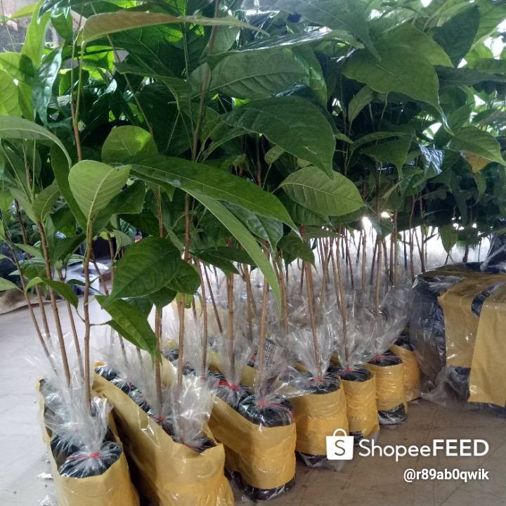 ต้นมะฮอกกานี ขนาด 20-40 เซนติเมตร