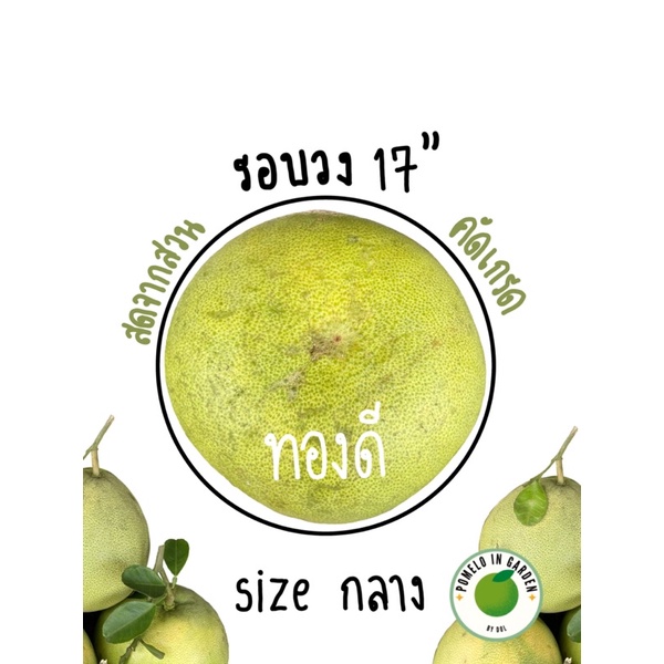 (✨สินค้าพร้อมส่ง✨)ส้มโอทองดี🍐sizeกลาง รอบวง17” น้ำหนัก 0.9-1 kg. โดยประมาณ