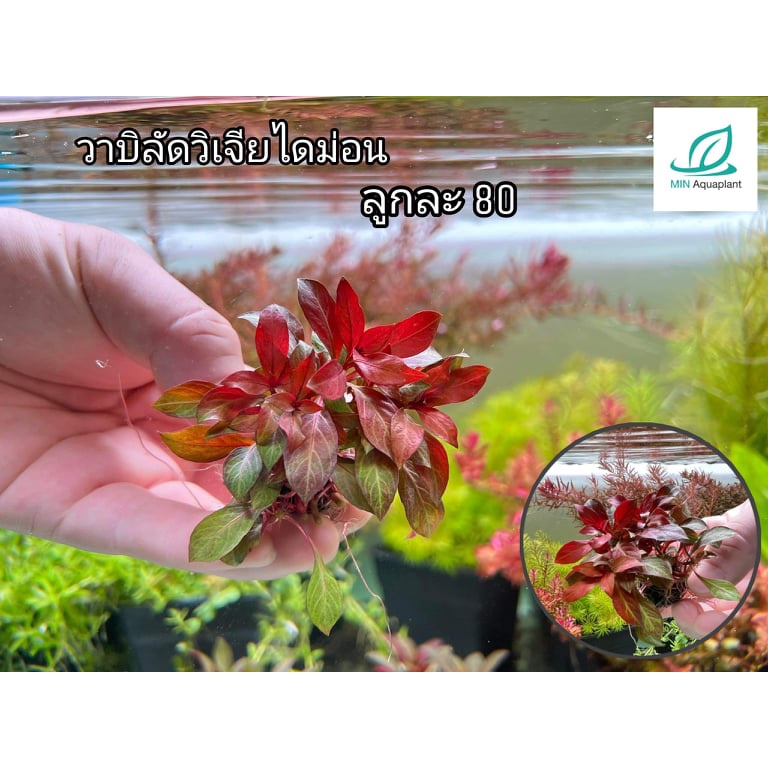 วาบิลัดวิเจียไดม่อน wabi kusa Ludwigia diamond วาบิไม้ข้อ จากฟาร์มไม้น้ำ min aquaplant