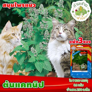 [แพ็ค 3 ซอง] 3A เมล็ดพันธุ์ ต้นแคทนิป สมุนไพรแมว Catnip ประมาณ 250 เมล็ด/ซอง ตราสามเอ เมล็ดพันธุ์ผัก