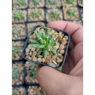 แมมกล้วยหอม Mammillaria longimamma 🌵🍌🌵🍌🌵