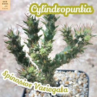 [โอพันเทียหนามดูด] Cylindropuntia Fulgida ส่งพร้อมกระถาง แคคตัส กระบองเพชร Cactus Succulent หนามดูด ทะเลทราย ทนแดด