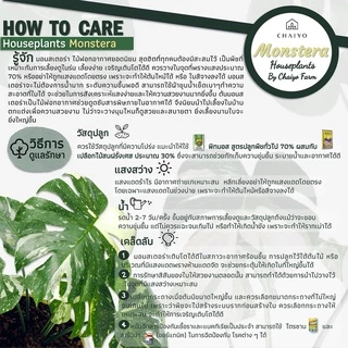 ต้นมอนสเตอร่า เดลิซิโอซ่า ไจแอนท์ (Monstera Deliciosa Monstera Giant) อายุ 2-3 ปี
