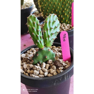 Opuntia Erinacea v. utachensis (N46)ดอกชมพู ชำมีราก