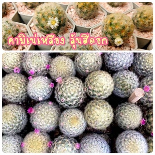 💥คามิเน่เหลือง💥 ไซร์ 3-4 ซม.🌜เลือกต้นได้🌛Mammillaria carmenae ลุ้นสีดอก ชมพู,ลายขีด, ขาว