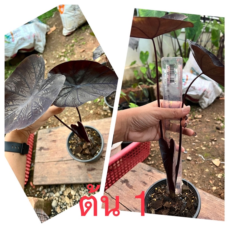 colocasia black coral / แบล็คโครอล