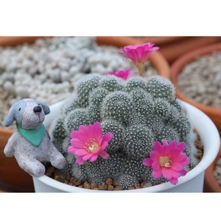 🌺 รีบูเทีย เคที Rebutia (Aylostera) Katy ดอกสีชมพูบานเย็น สีเข้ม