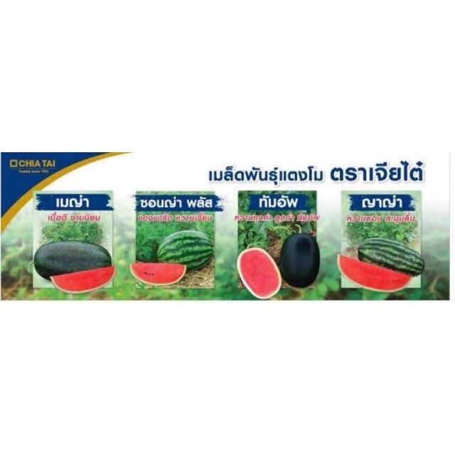 เมล็ดพันธุ์ แตงโมทัมอัพ แตงโม เจียไต๋ 56เมล็ด/ซอง - รูปที่ 4