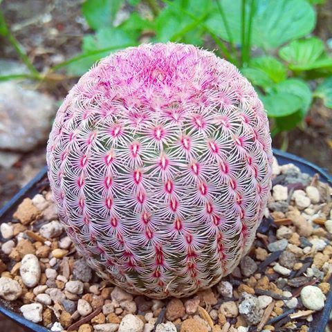 Sale ชุดเพาะ+เมล็ดเรนโบว์แคคตัส Echinocereus Pectinatus Rubispinus (5 seeds)