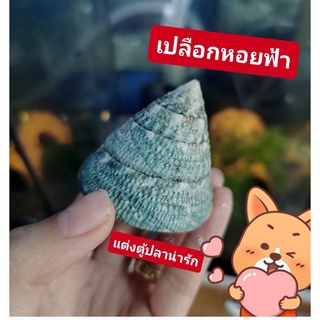 เปลือกหอยสีฟ้า​ แต่งตู้ปลาน่ารัก💚🐟